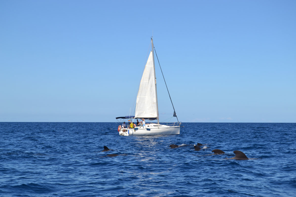 Zeilboot en dolfijnen in zee bij Tenerife.