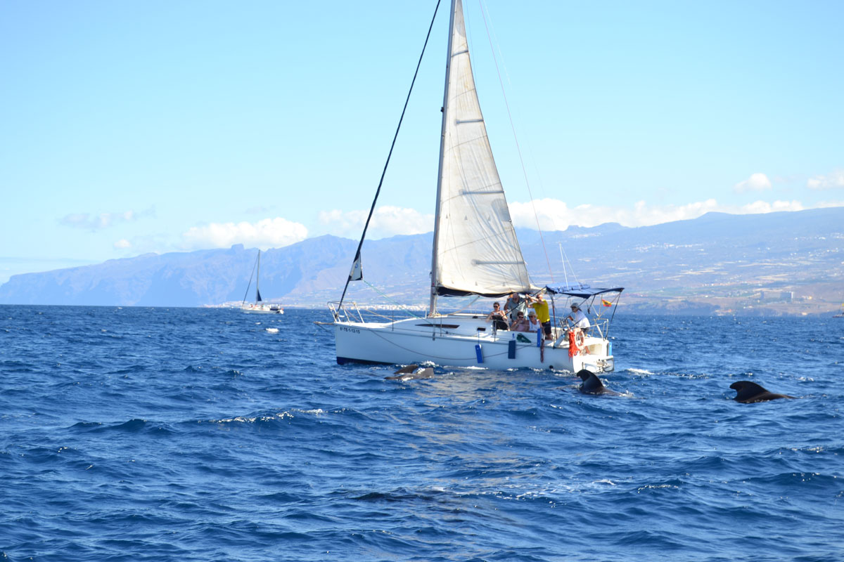 Zeilboot die met dolfijnen zeilt nabij de kust van Tenerife.