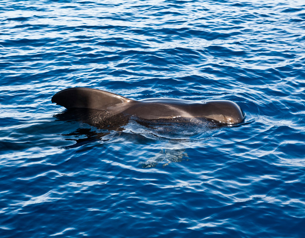 Geleider die zwemt in het water van Tenerife.
