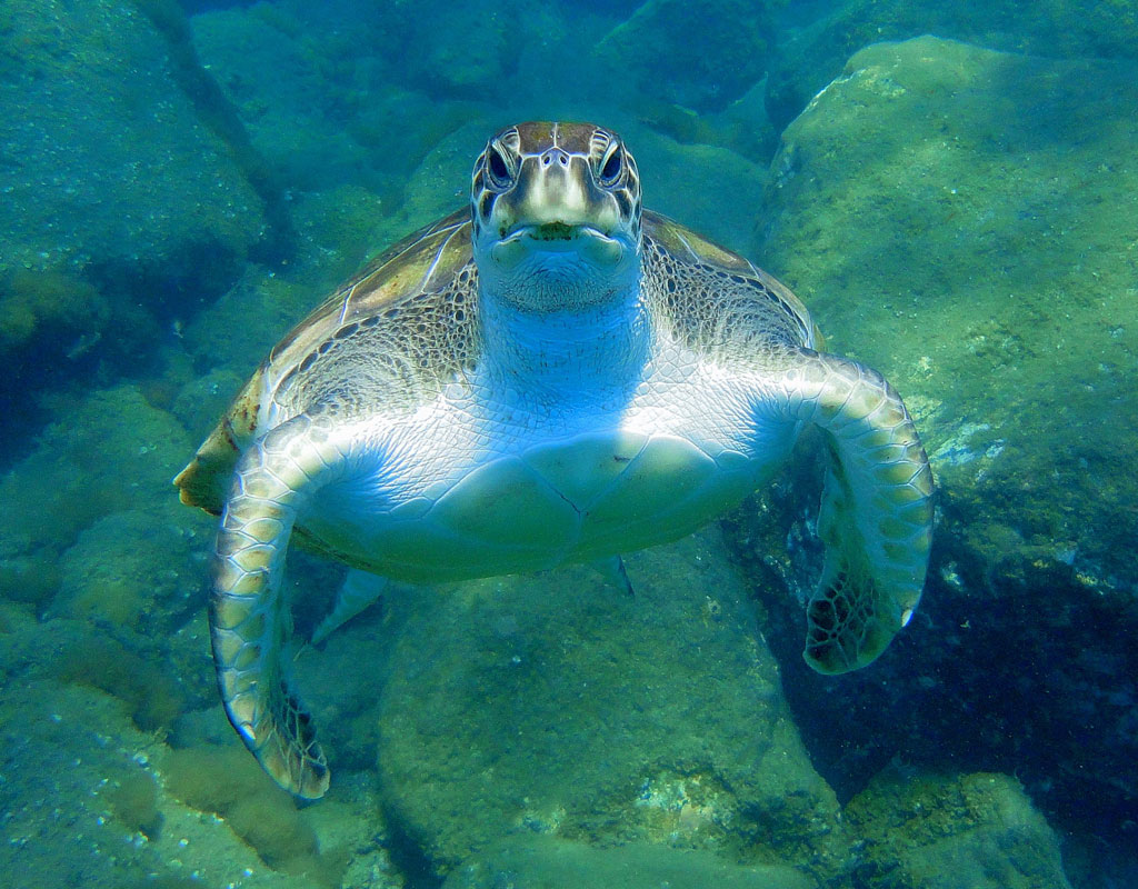 Schildpad zwemmen in kristalhelder water op Tenerife.