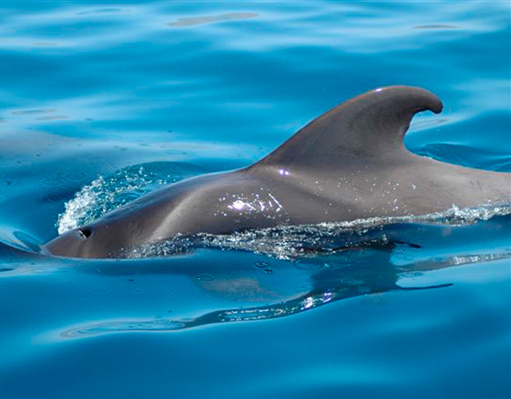 Dolfijn zwemmen in blauw water nabij Tenerife.