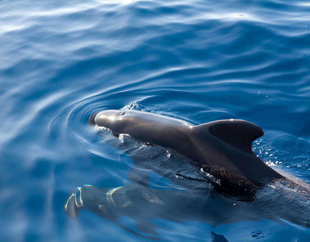Geleider die zwemt in het water van Tenerife.