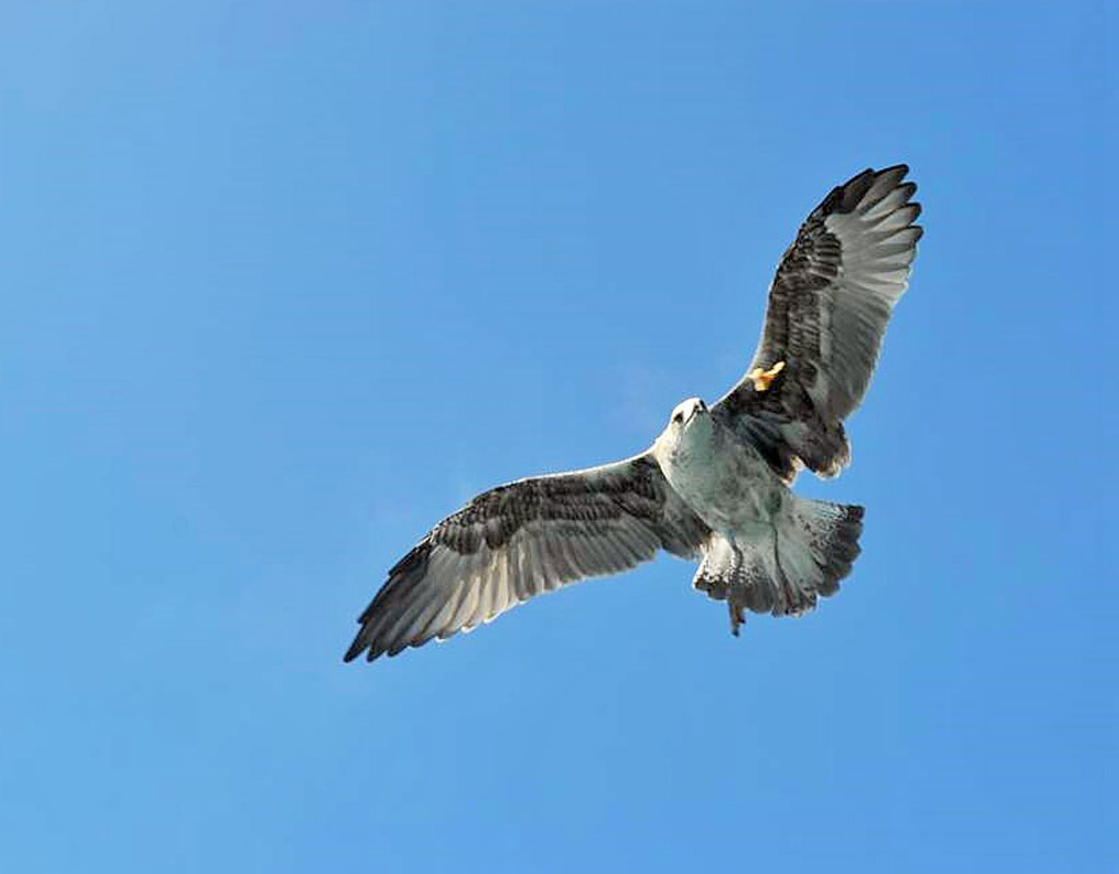 Vogel die vliegt in de blauwe lucht op Tenerife.