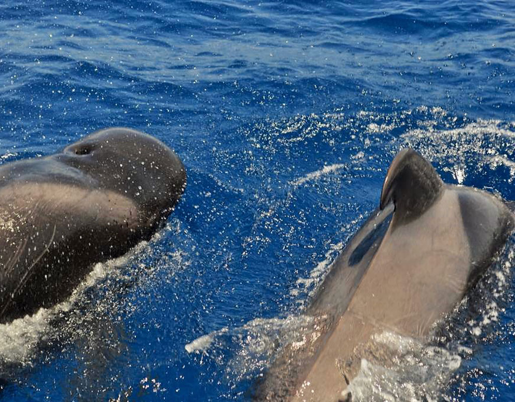 Geleiders zwemmen in het water van Tenerife.