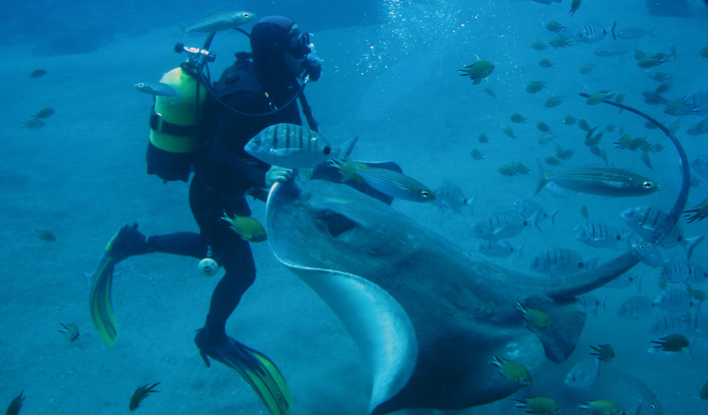 Duiker met manta omringd door vissen in het Tenerife Aquarium.