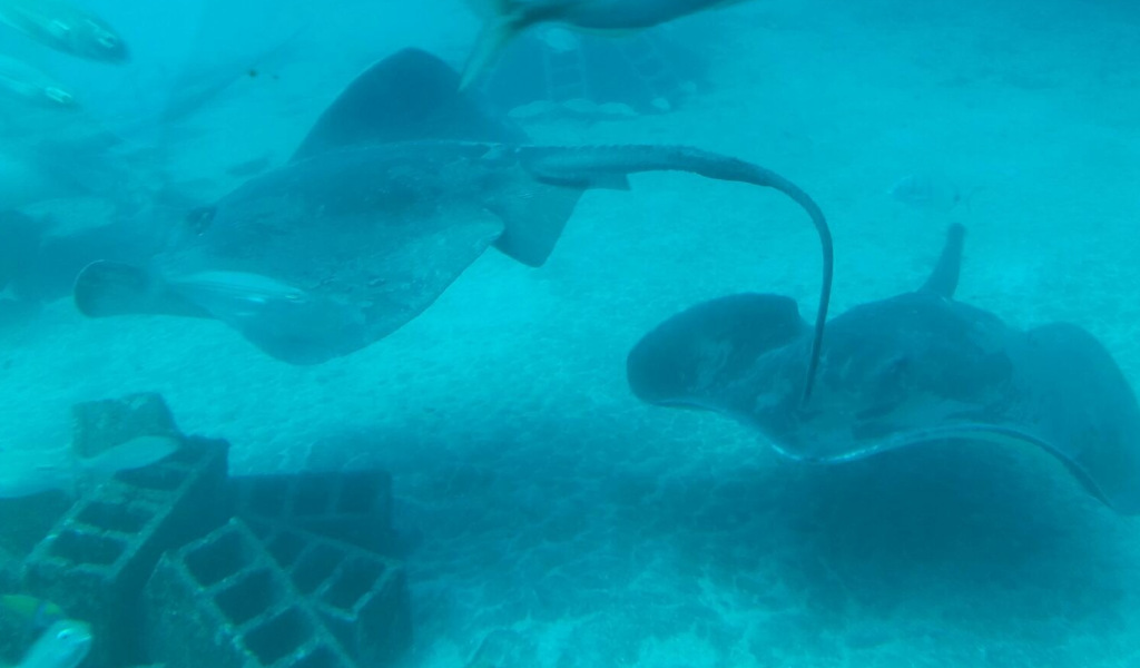 Manta's zwemmen in het aquarium van Tenerife.