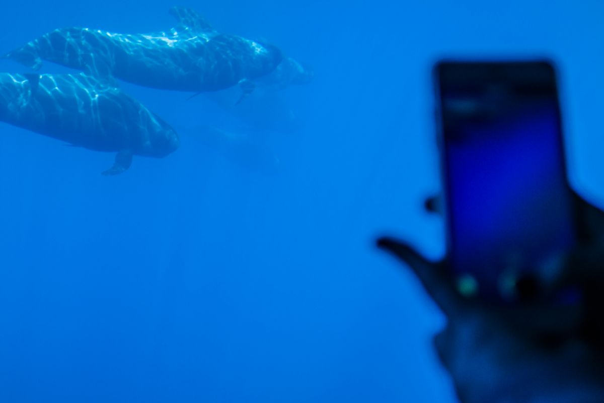 Walvissen zwemmen terwijl iemand hen fotografeert met een mobiele telefoon op Tenerife.