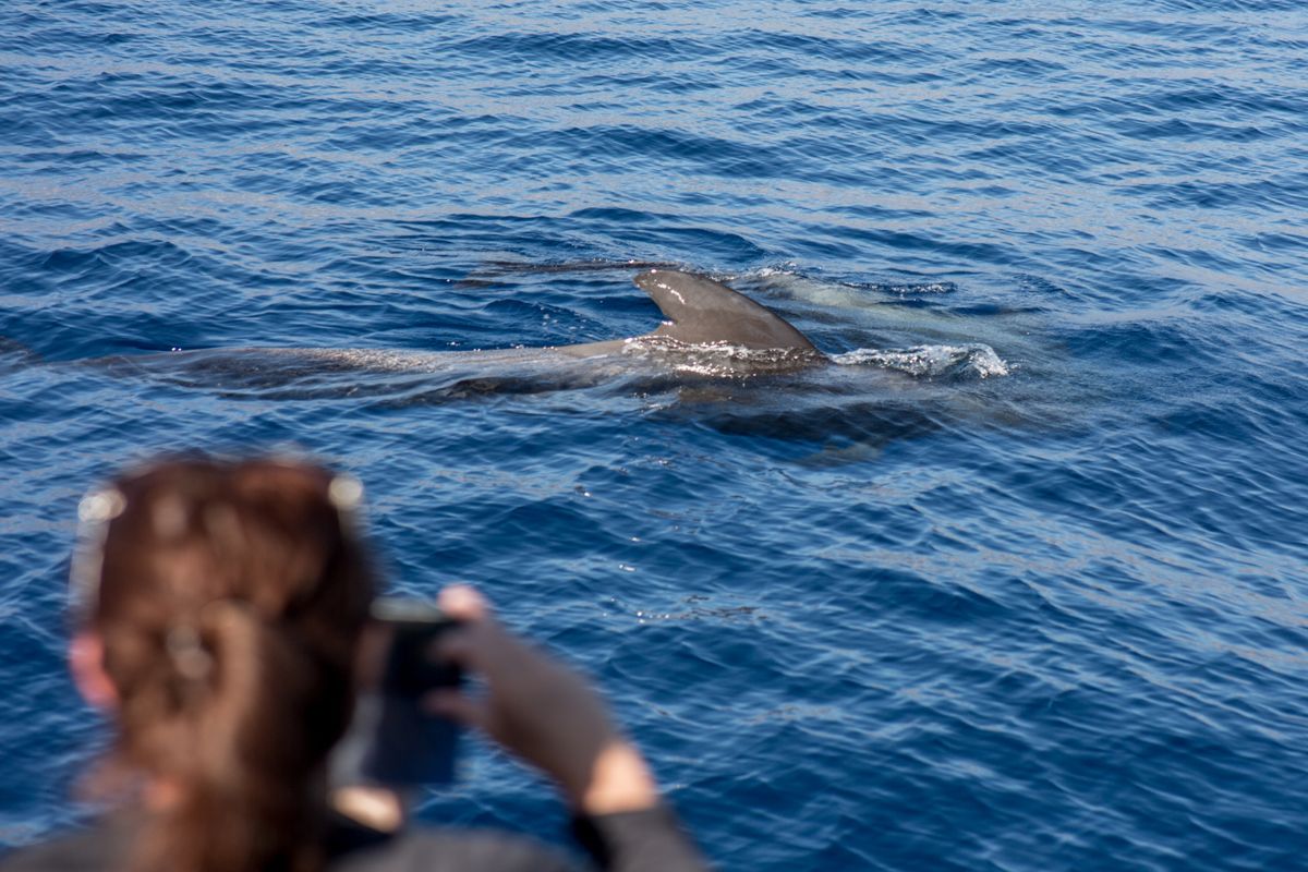 Walvissen in zee bij Tenerife terwijl iemand een foto maakt.