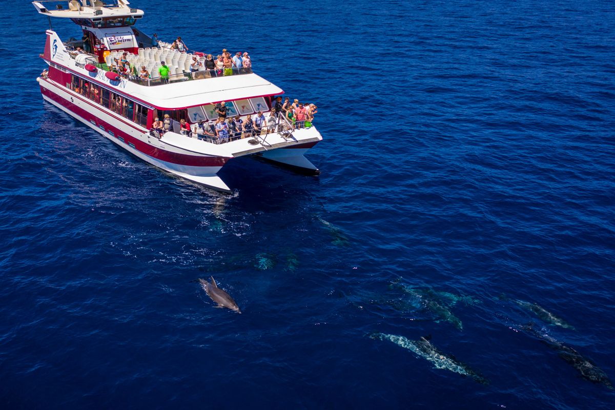 Dolfijnen kijkend toeristenboot in de wateren van Tenerife.