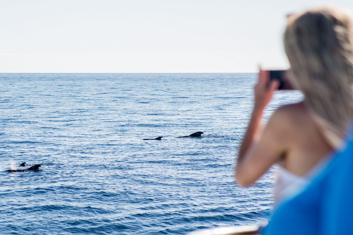 Dolfijnen die bij een boot zwemmen terwijl iemand hen fotografeert op Tenerife.