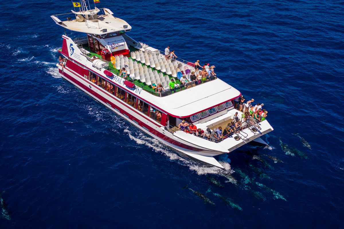 Catamaran die dolfijnen kijkt en vaart langs de kust van Tenerife.