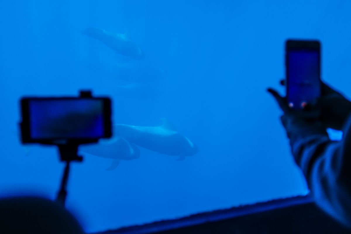 Orka's die door een raam zwemmen in een aquarium op Tenerife.