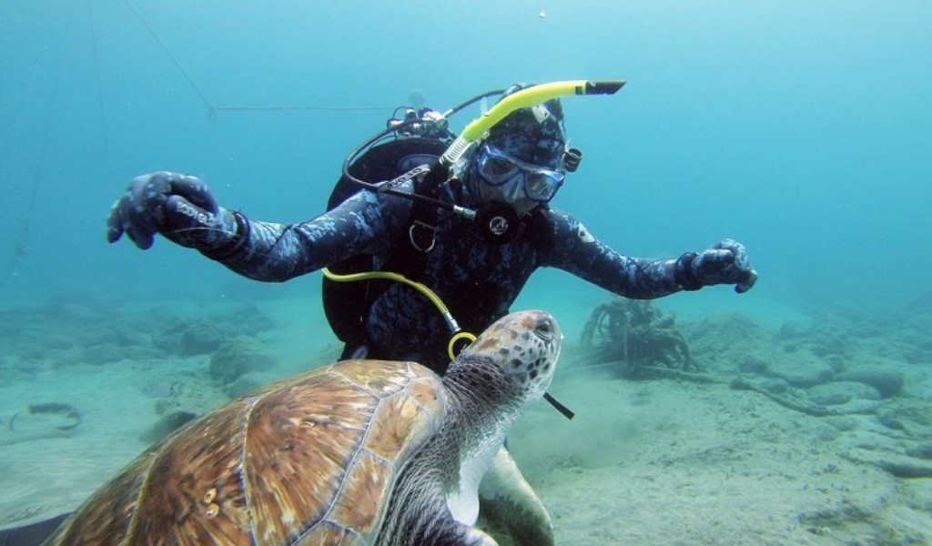 Duiker die zwemt met een zeeschildpad in het water van Tenerife.