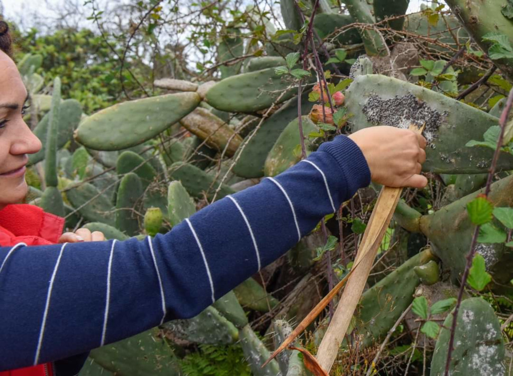 Persoon die cochenille uit een cactus plukt in Garachico, Tenerife.