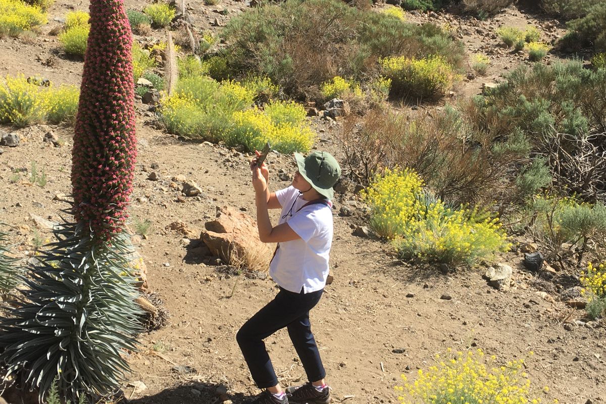 Persoon die een rode tajinaste fotografeert op de berg Teide, Tenerife.