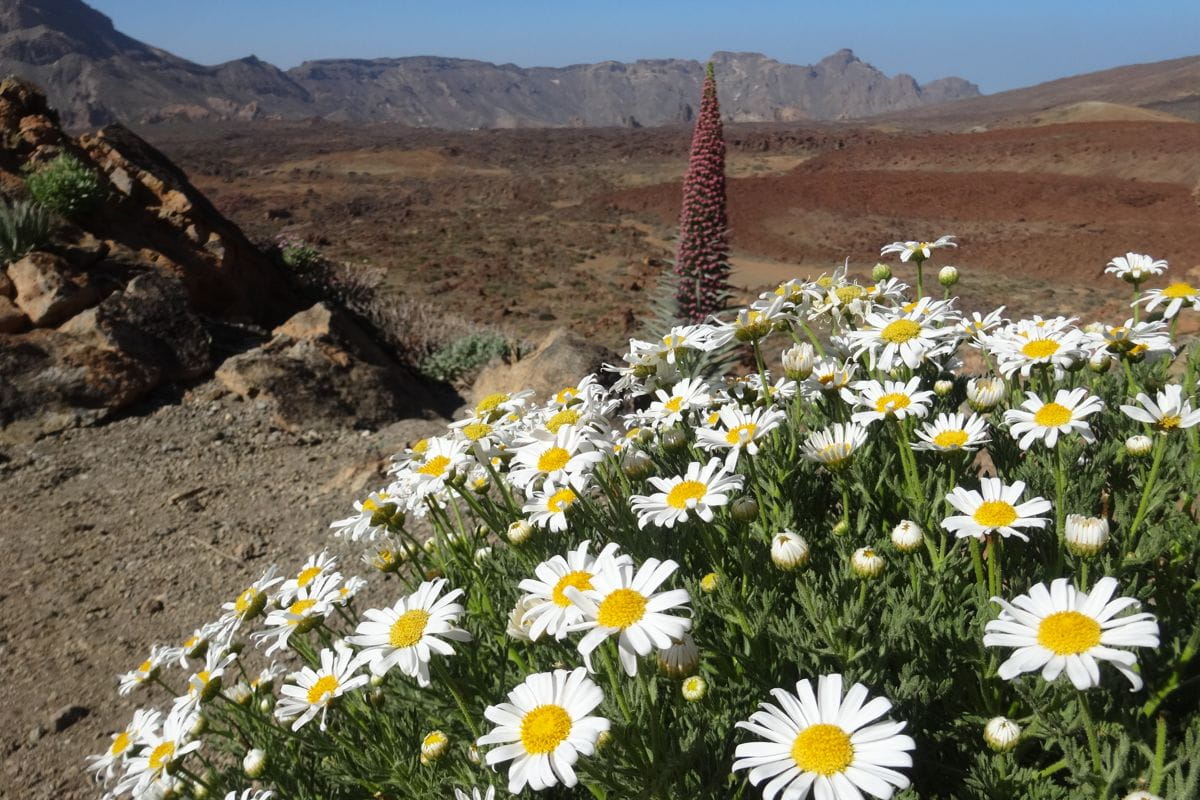 Bloemen en vulkanisch landschap in het Nationaal Park Teide, Tenerife.