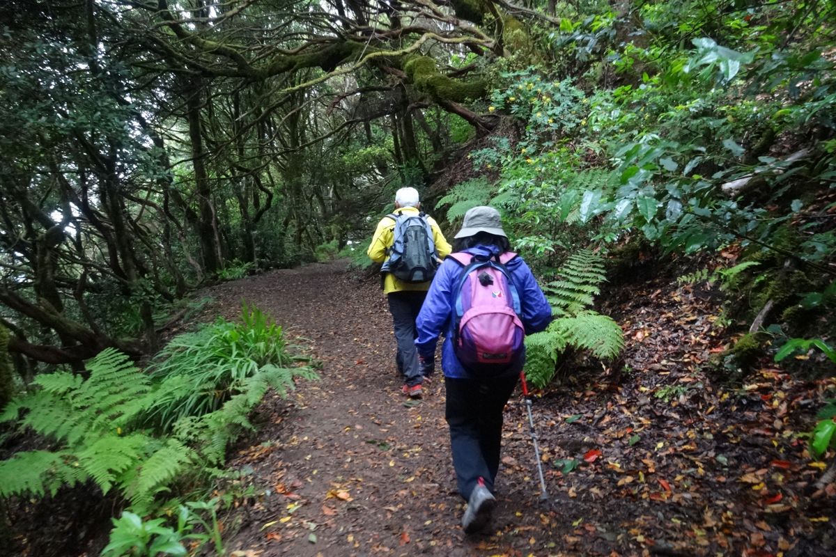 Wandel in het bos met twee wandelaars in Anaga, Tenerife.
