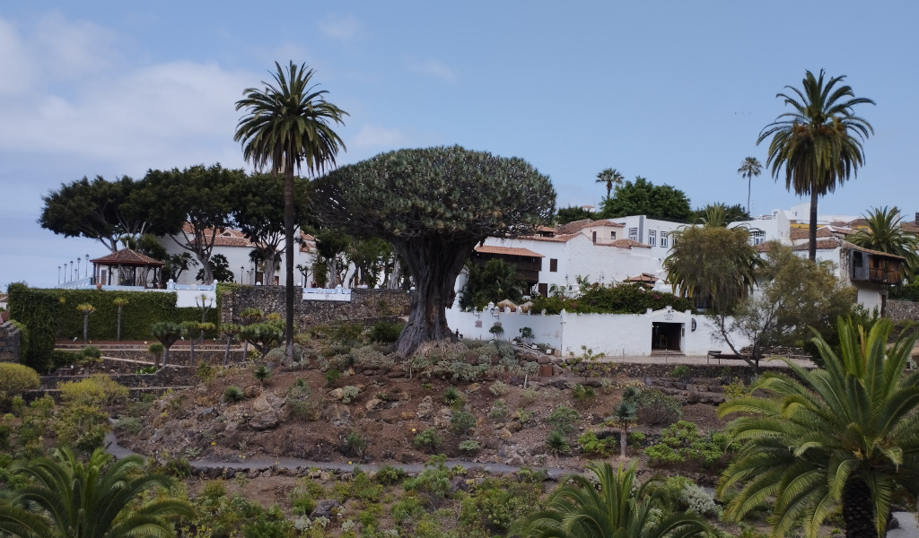 Duizend jaar oude drakenboom omringd door palmbomen en huizen in Icod de los Vinos, Tenerife.