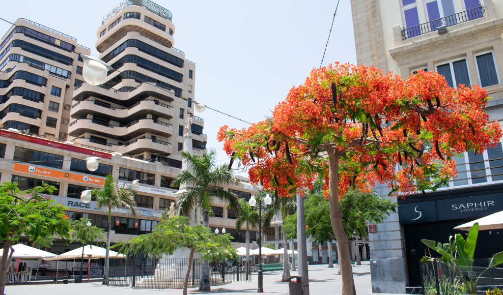 Boom met rode bloemen op een plein in Santa Cruz de Tenerife.