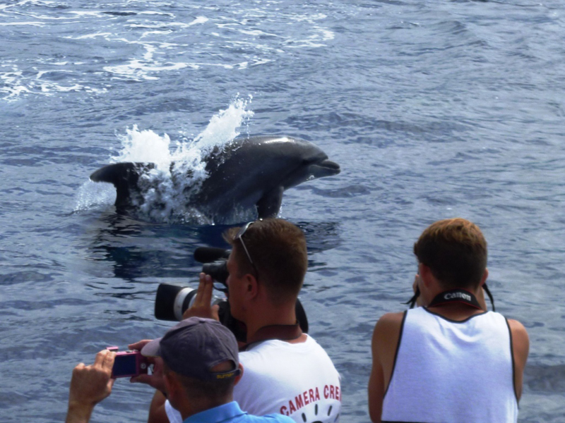 Dolfijnen springen terwijl mensen foto's maken in het water van Tenerife.