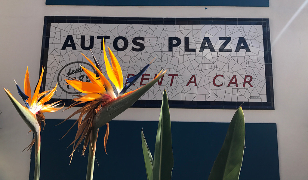 Paradijsvogelbloemen voor het Autos Plaza Huur een Auto-bord.