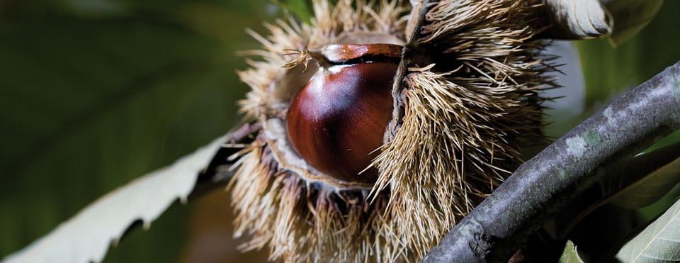 Fiesta del Cacharro y la Castaña