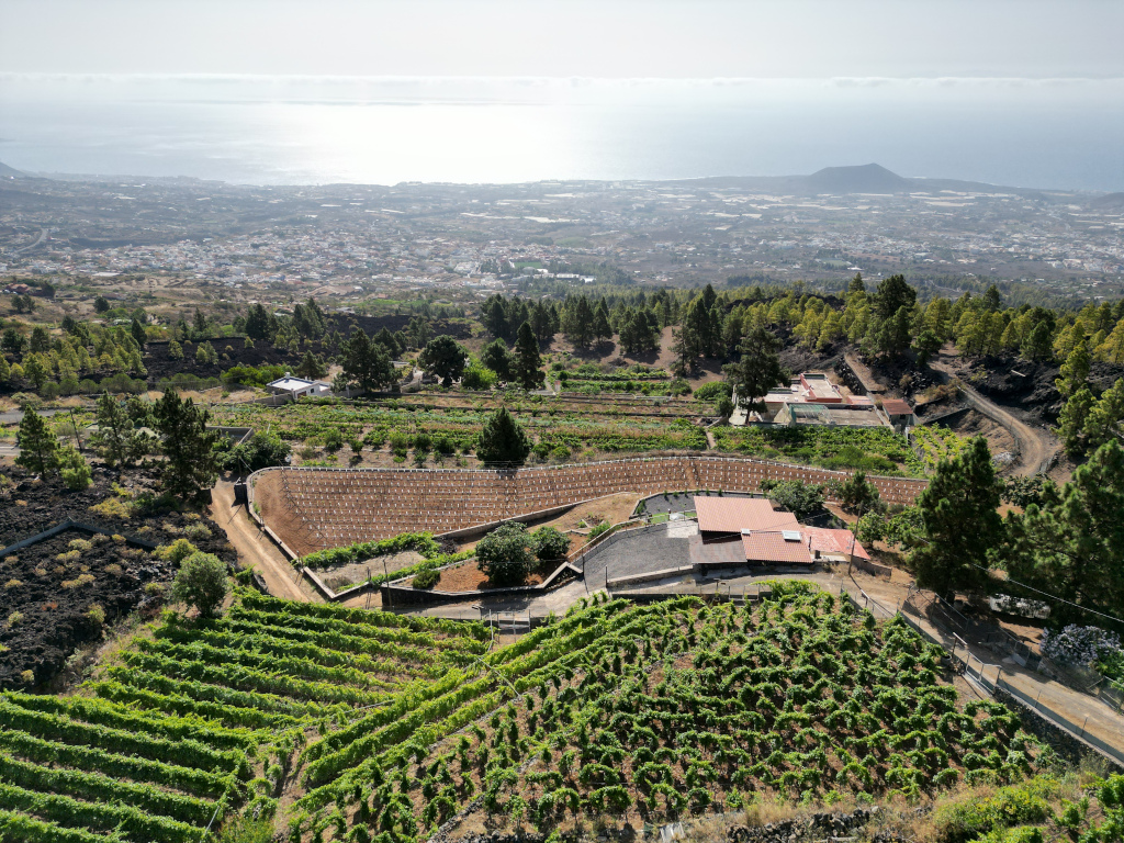 Luchtfoto van wijngaarden in La Palma, Tenerife, met de oceaan op de achtergrond.