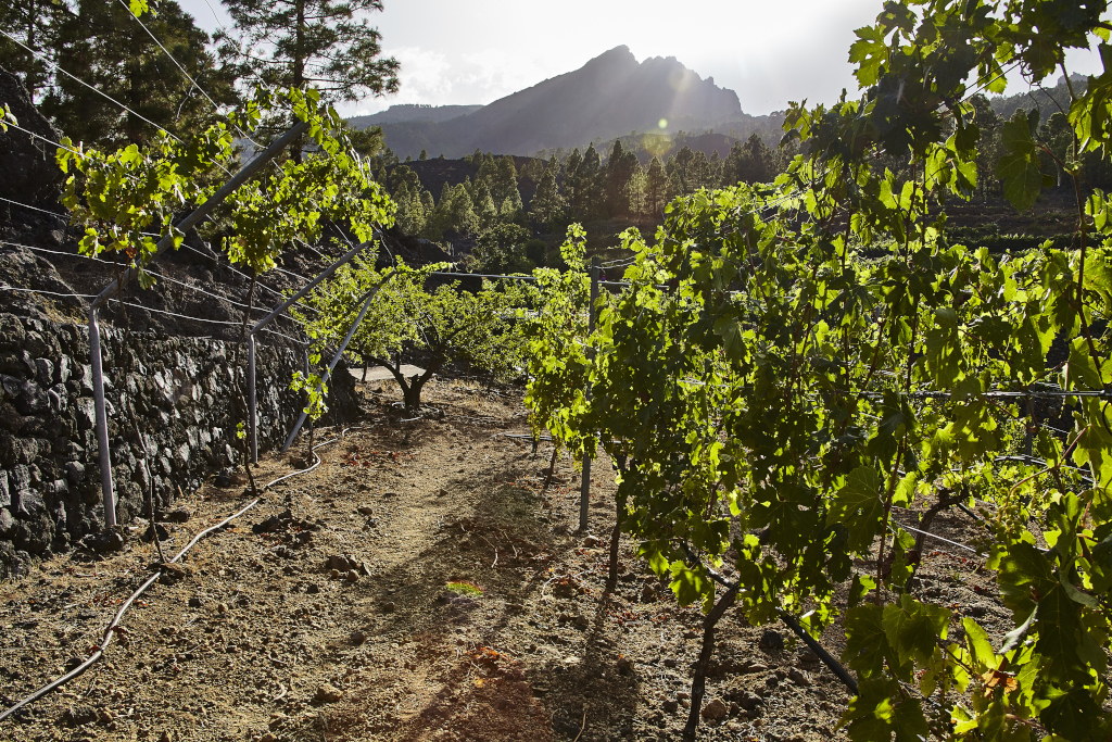 Wijngaard met bergen op de achtergrond op Tenerife bij zonsondergang.