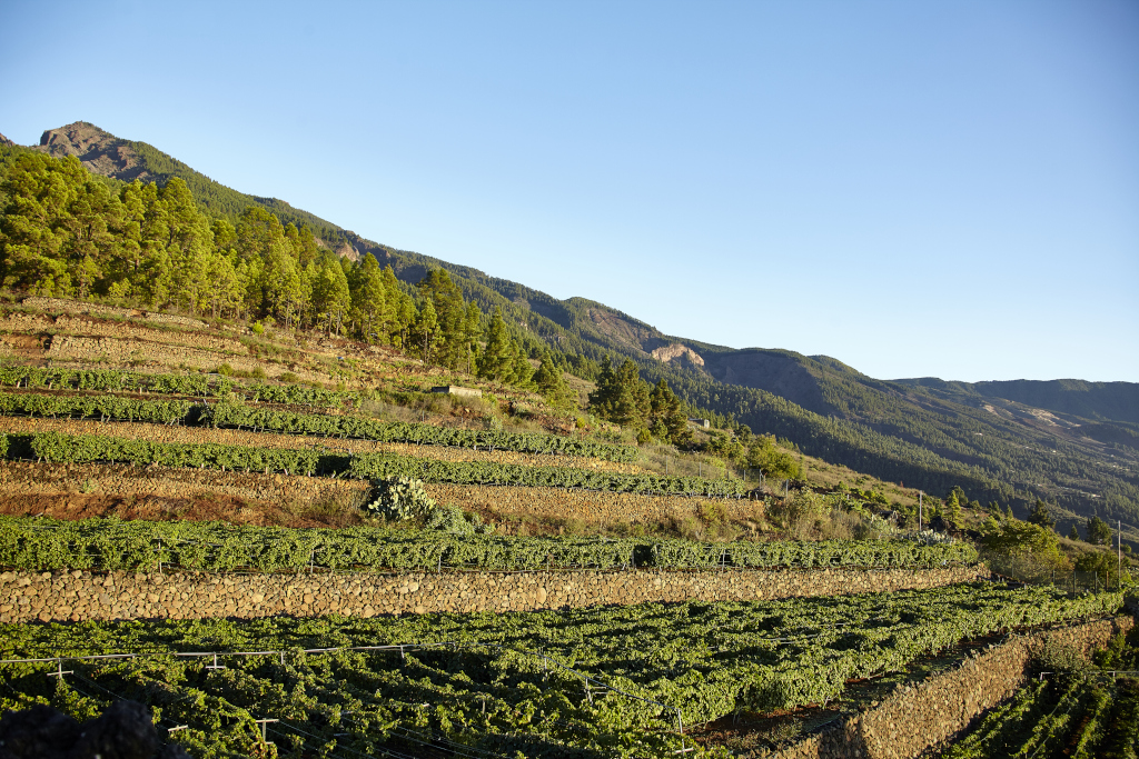 Terrasvormige wijngaarden met bergen op de achtergrond op Tenerife.