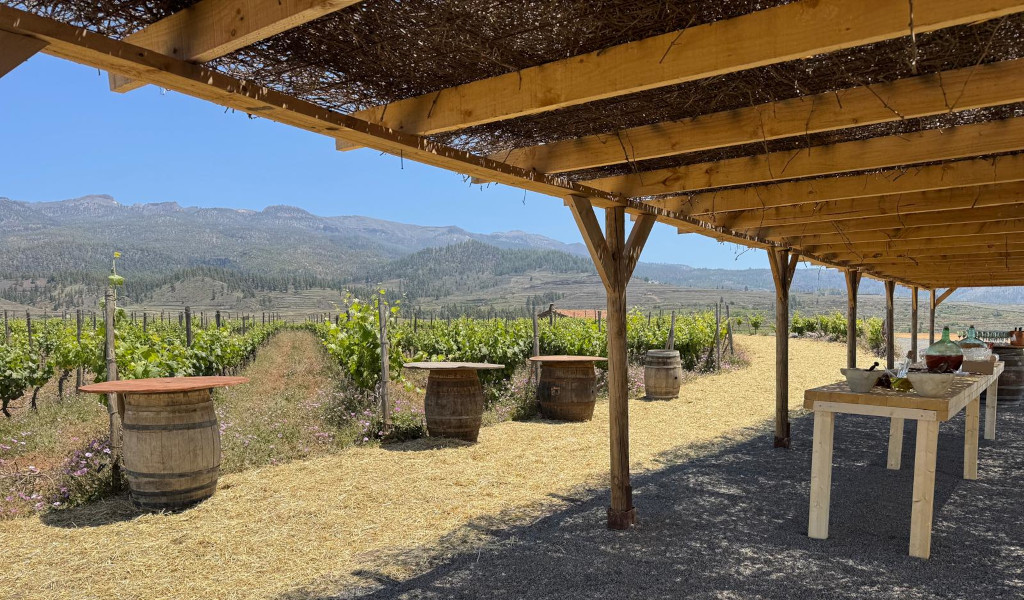 Wijngaard op Tenerife met tafels en vaten onder een houten pergola.
