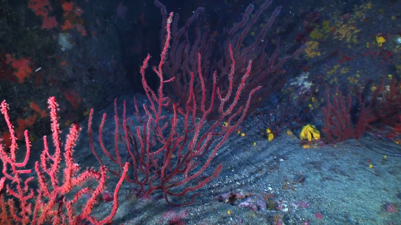 La Catedral - Puerto de la Cruz 