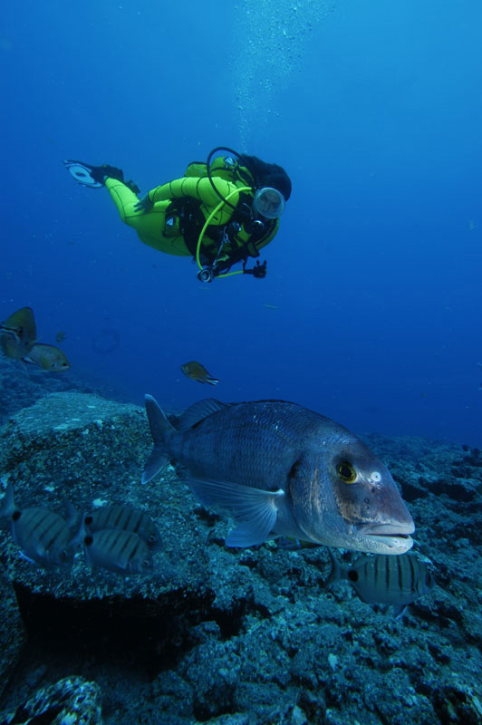 Snorkelaar naast vissen in de oceaan bij Tenerife.