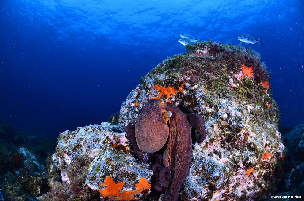 Octopus op een onderwater, rotsachtige bodem op Tenerife, vergezeld door twee zwemmende vissen.