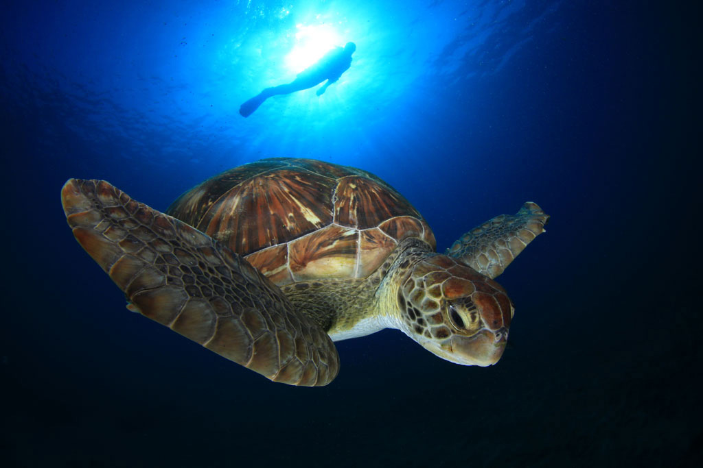 Schildpad zwemt in zee bij de kust van Tenerife.