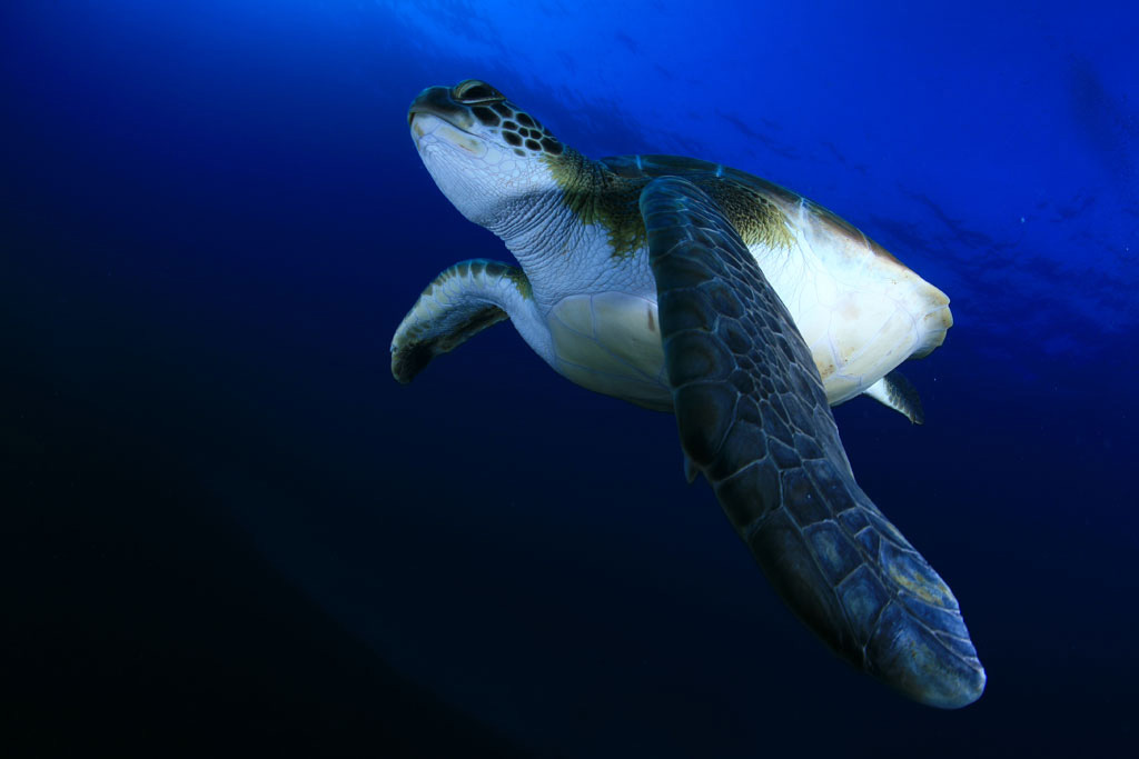 Zeeschildpad zwemt in zee bij Tenerife.