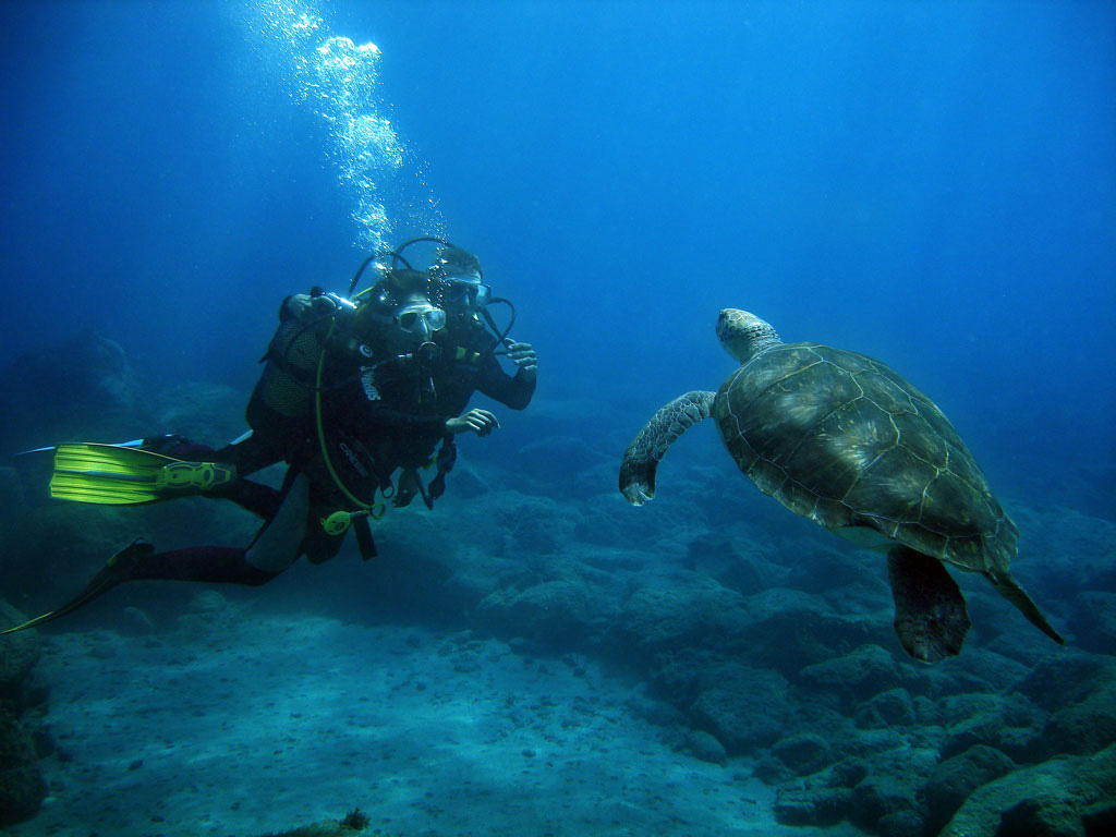 Duiker met een zeeschildpad in het water van Tenerife.