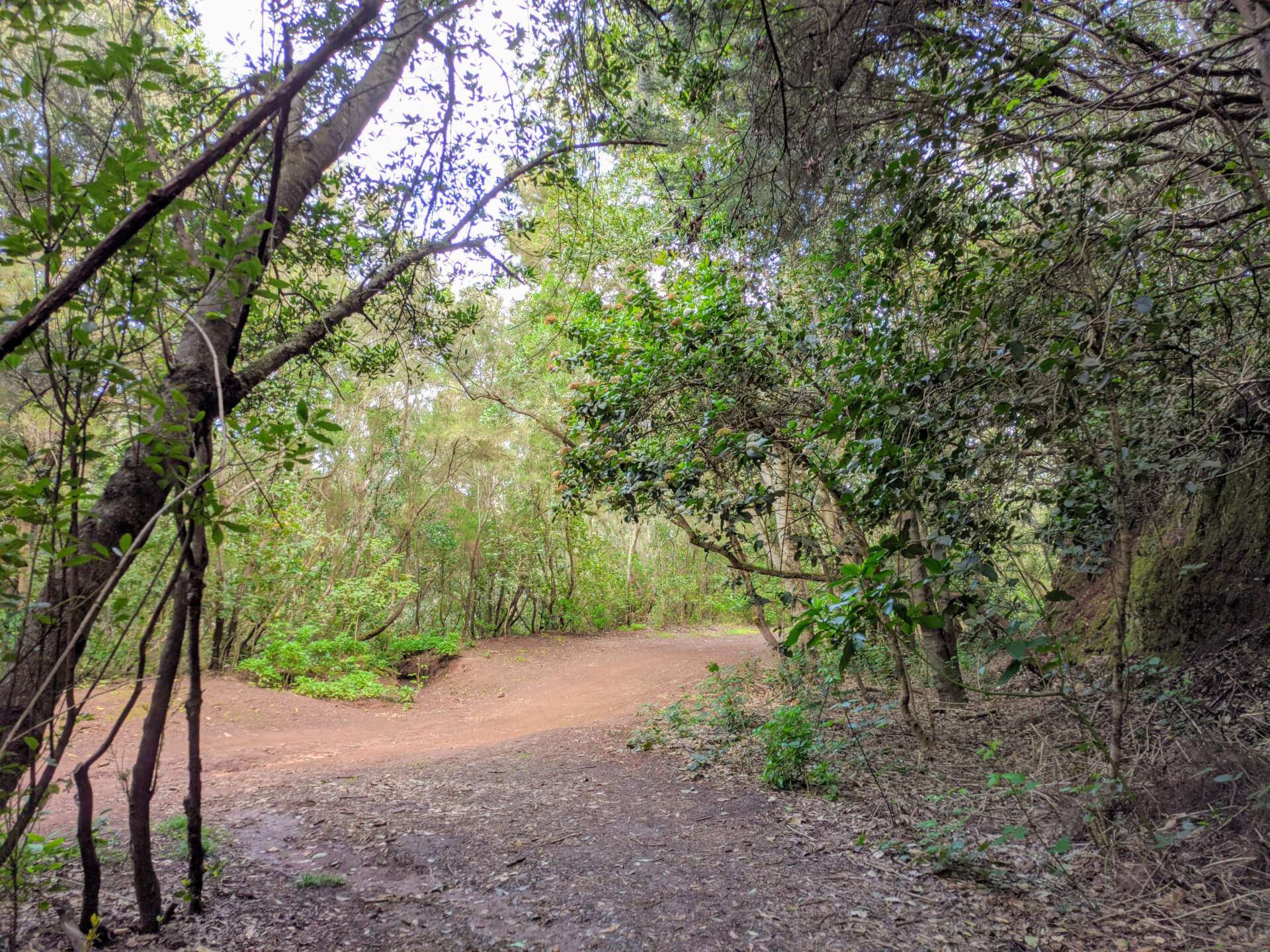 Pad omringd door bomen in Anaga, Tenerife.