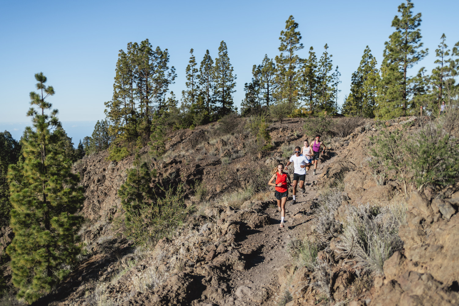 Hardlopers op bergpaden op Tenerife, omringd door dennenbomen.
