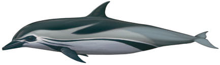 Delfín listado / Stenella coeruleoalba