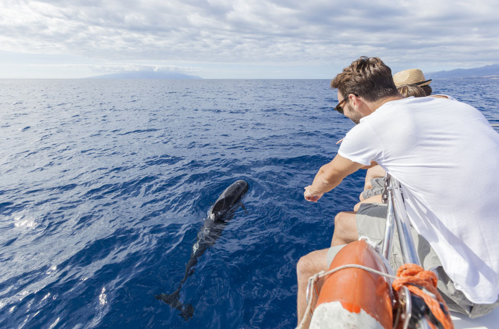 Mensen die een dolfijn bekijken vanaf een boot op zee op Tenerife.