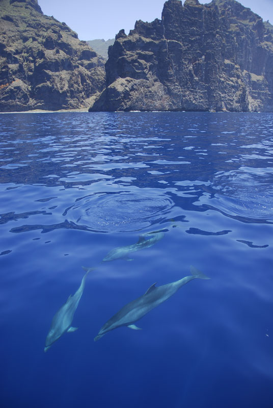 Dolfijnen die zwemmen bij kliffen op Tenerife.