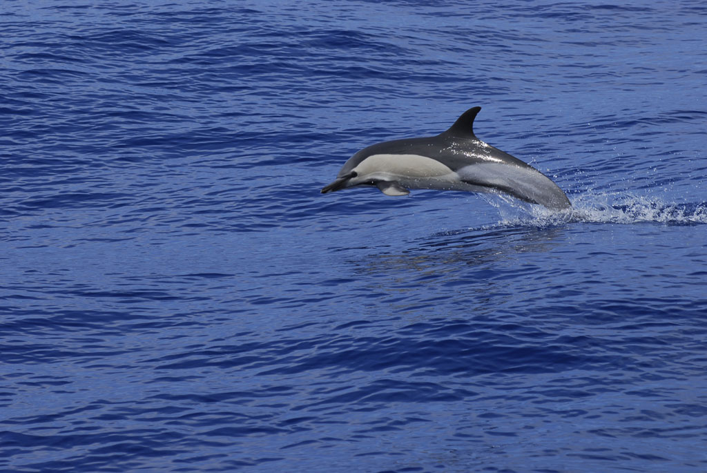 Delfijn die over zee springt op Tenerife.