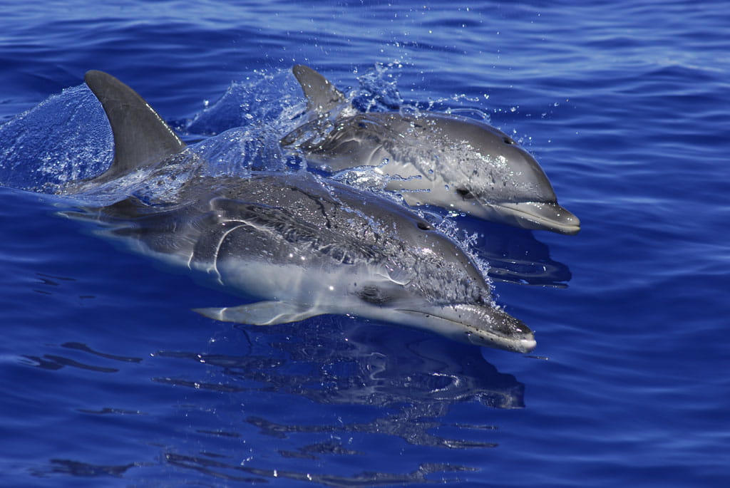 Twee dolfijnen zwemmen in de zee van Tenerife.