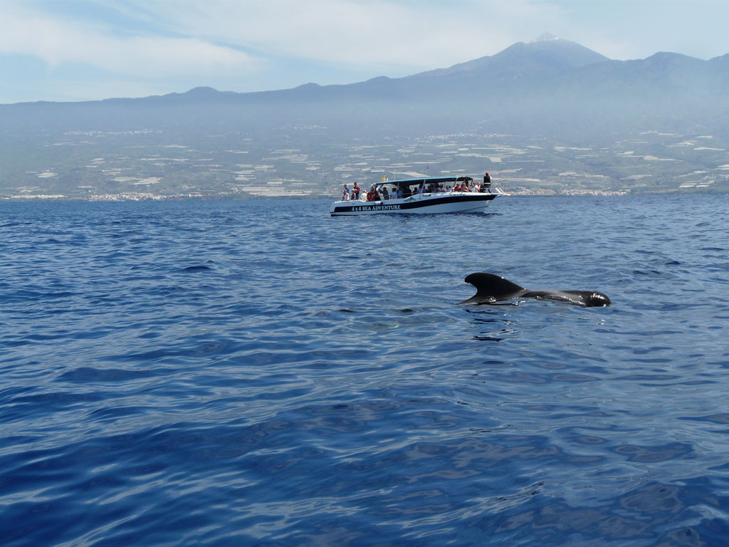 Walviskijkboot en loodswalvis voor de kust van Tenerife.