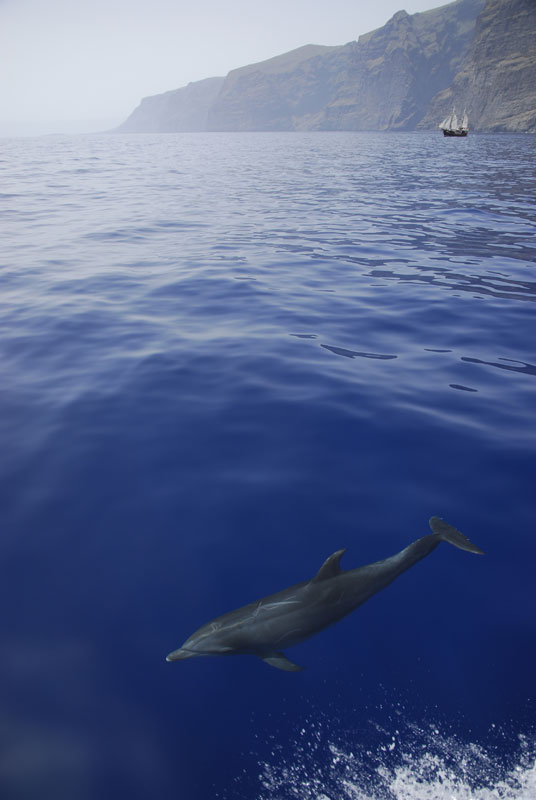 Dolfijnen die zwemmen bij de kliffen van Los Gigantes op Tenerife.
