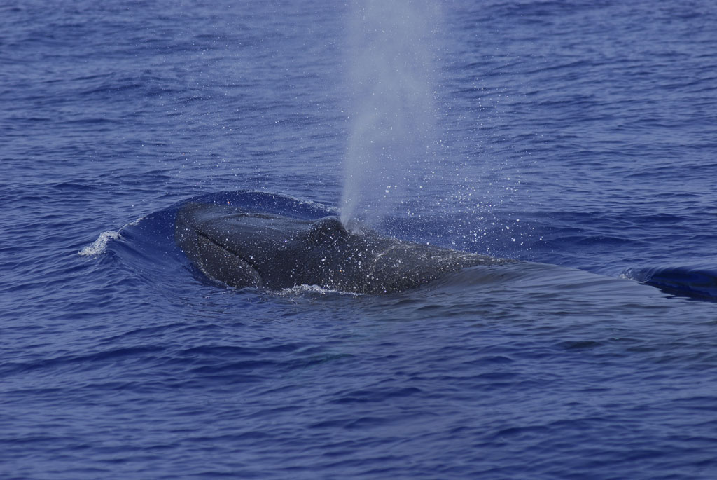Walvis die tevoorschijn komt en water in de oceaan bij Tenerife stoot.