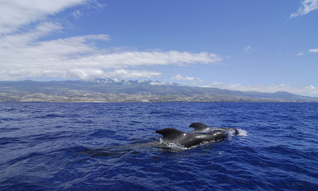 Geleiderwalvis die zwemt in de zee voor de kust van Tenerife.