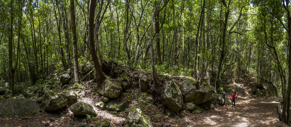 Wandel door een weelderig bos op Tenerife met twee mensen die lopen.