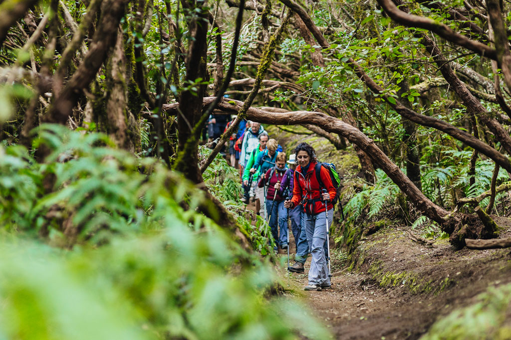 Groep wandelaars langs een bospad in Anaga, Tenerife.