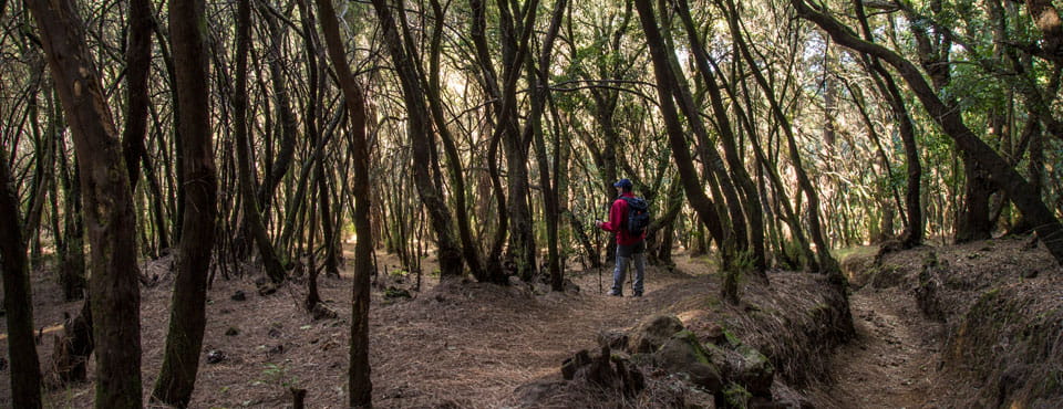 SL-TF 81 Camino la Orilla del Monte